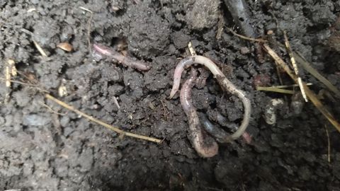 Les lombrics sont de bons indicateurs du fonctionnement biologique du sol. ©L. Hespel